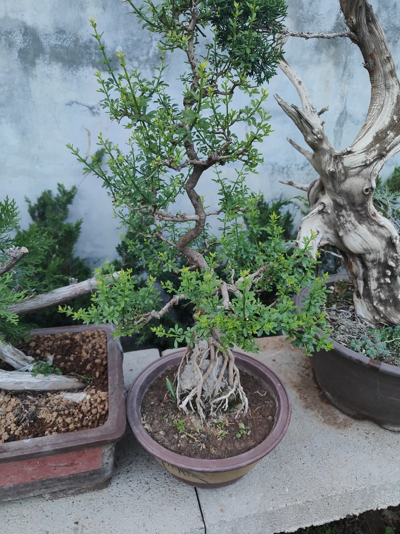 迎春花盆景,耐寒耐冻,春节开花