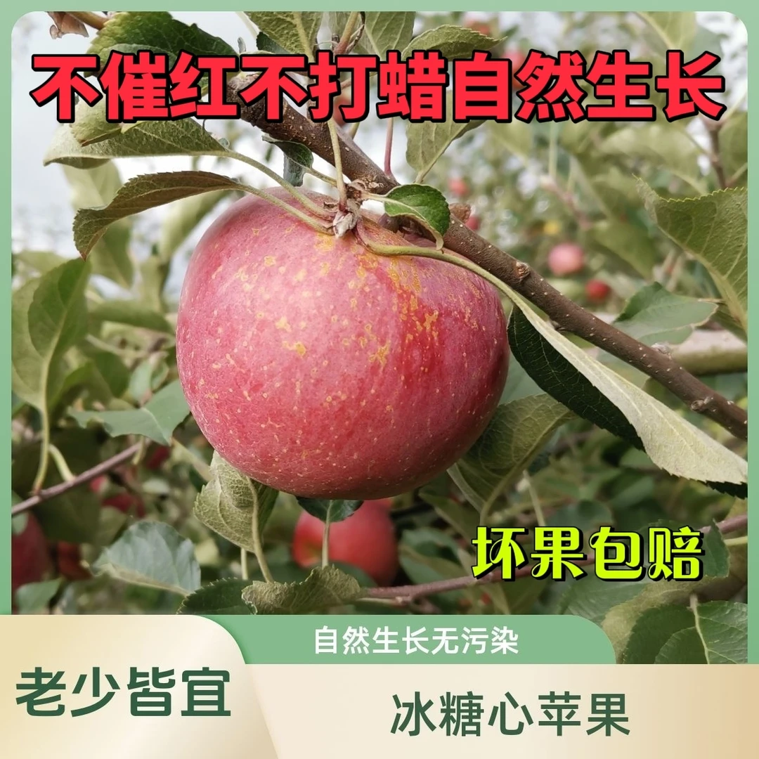 威宁县雪山新街苹果5斤装新鲜现摘口感脆甜果肉细腻纯天然