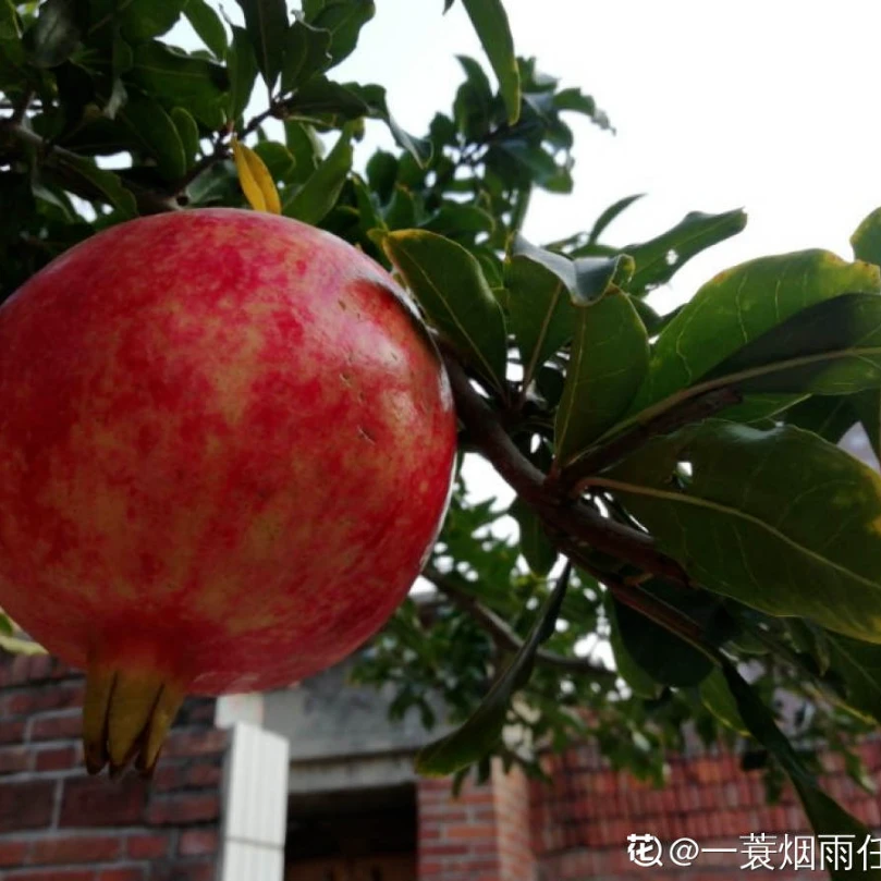精品大红袍石榴老桩