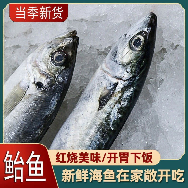 四斤净重鲐鲅鱼速冻海捕 顺丰包邮 山东日照发货【天热会脱刺】