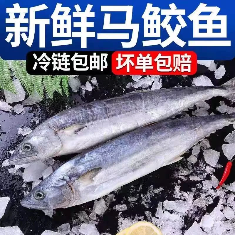 燕鲅鱼新鲜冷冻马鲛鱼鲜活速大巴鱼海鲜水产整箱【天然易托刺】