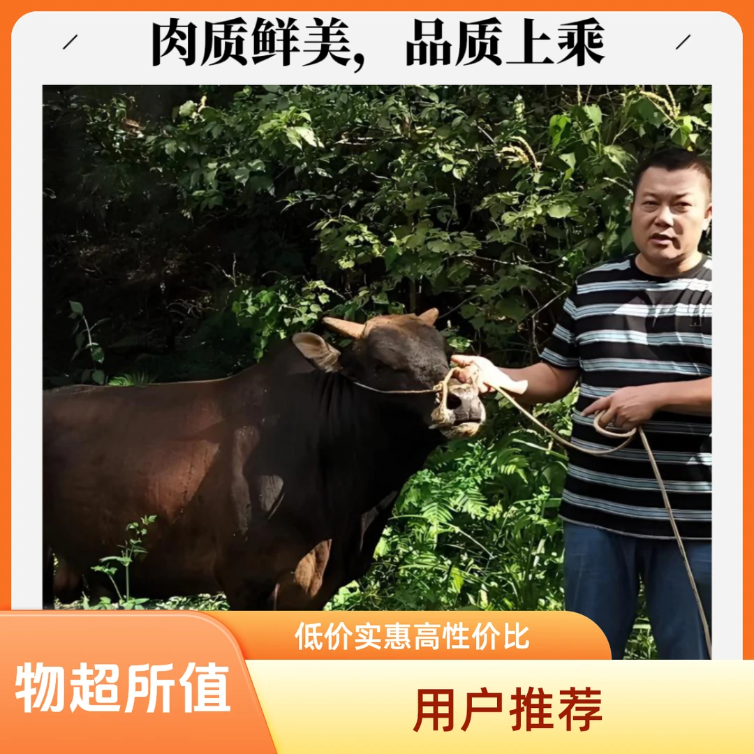【正宗土黄牛】各部位组合 4斤起拍【直播间称重改价】真空 顺丰包邮