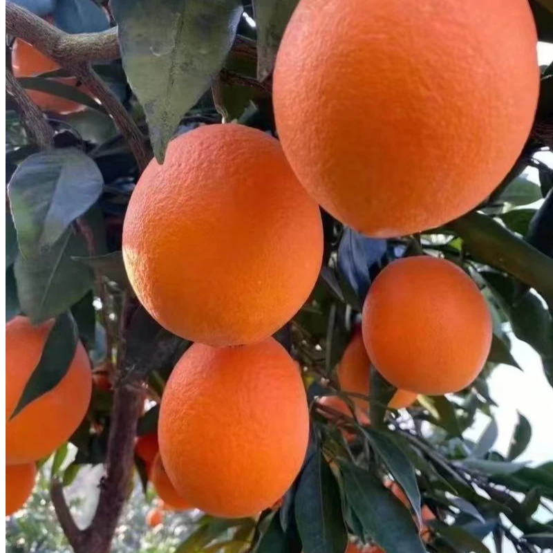 湖南纽荷尔橙子，富含维生素C