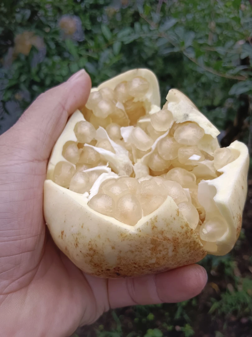怀远白花玉石籽石榴,中果热卖中,5两6两净重9斤,江浙沪皖包邮