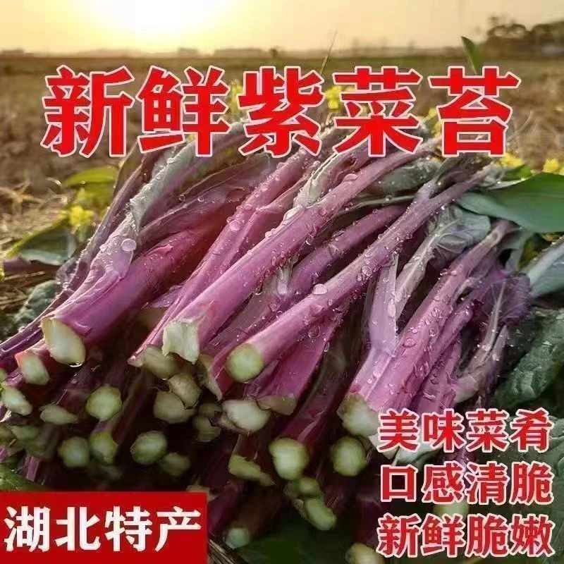 【现摘现发顺丰包邮】保鲜发货新鲜红菜苔叶菜类湖北红菜苔农家自种