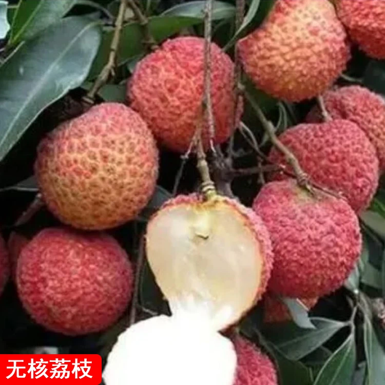 荔枝树苖无核桂味果树妃子笑水果树苗大苗庭院南方种植南北方植物