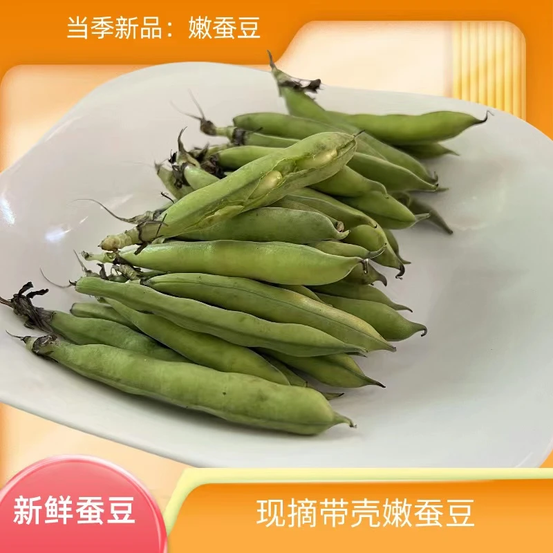阜阳特产新鲜蚕豆带壳现摘现发生青营养花胡蚕豆角包应季露天蔬菜