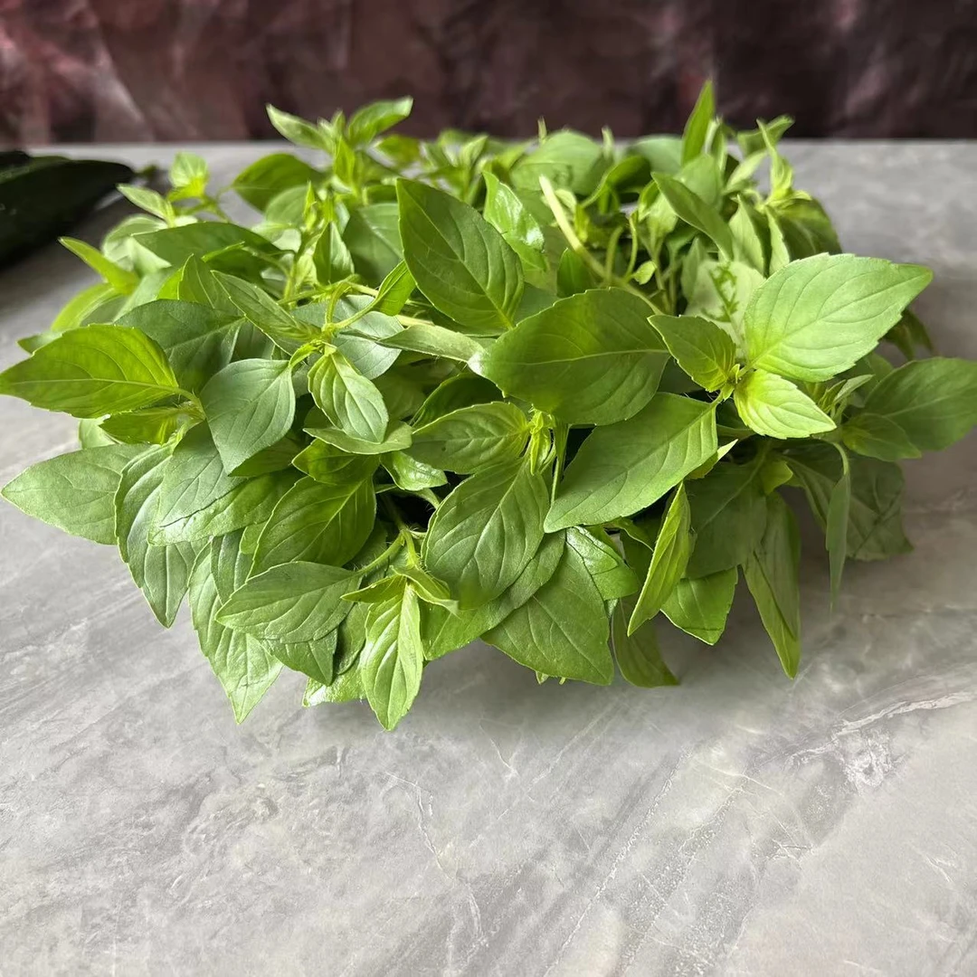 安徽新鲜荆棘菜阜阳大叶荆芥菜现摘现发荆芥头调味菜冰鲜坏单包赔