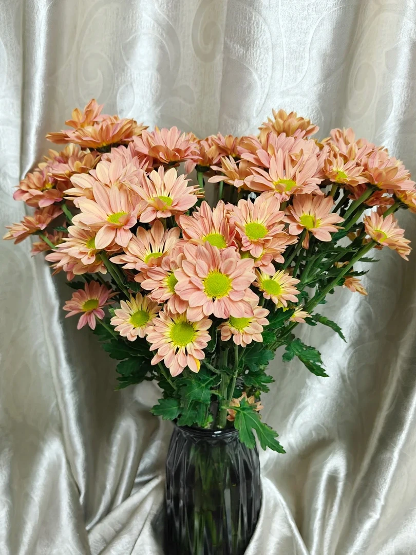 [满两单空运] 三文鱼橙色小菊10枝 满两单空运包邮