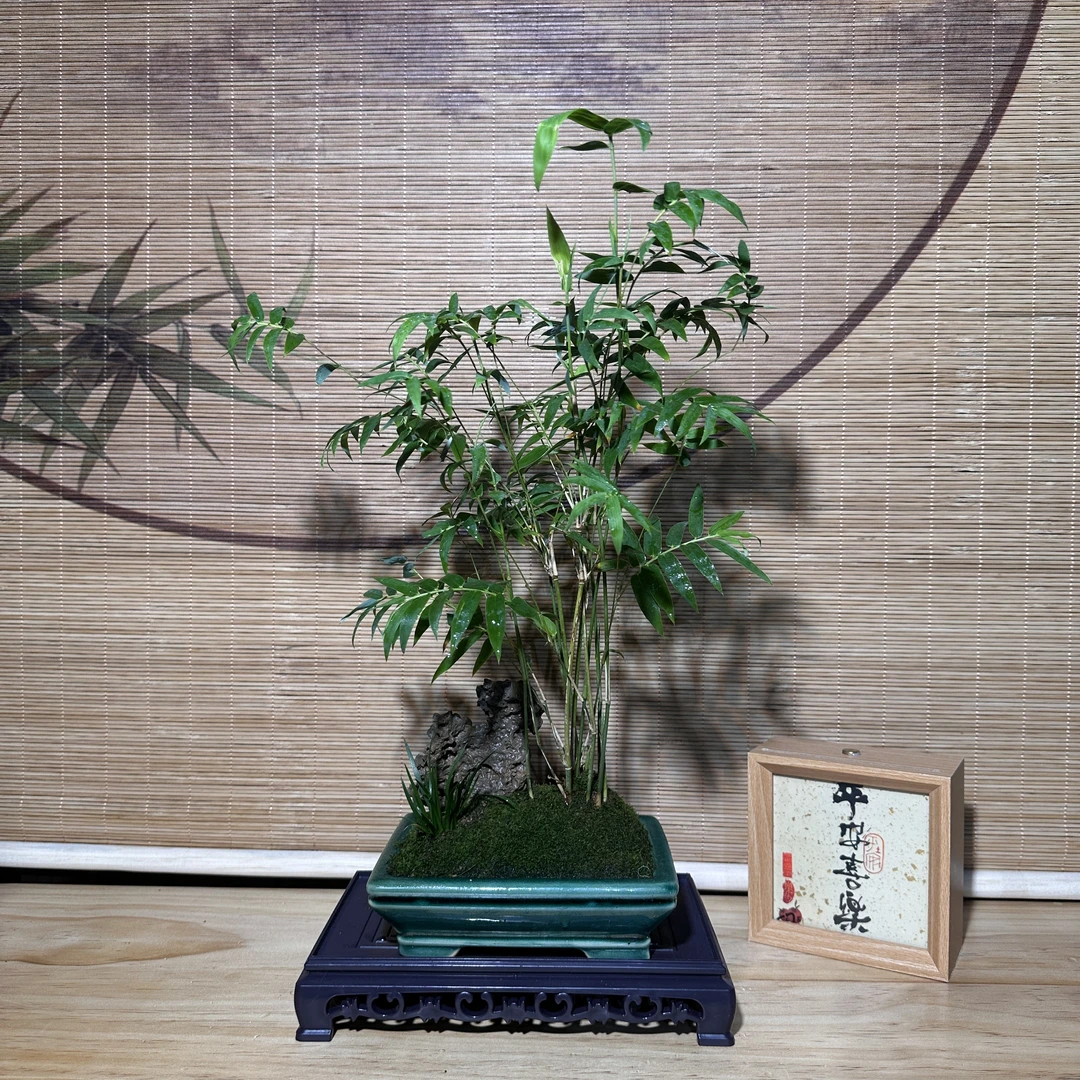 【米竹】冰裂盆，太湖石系列玲珑石组合盆景