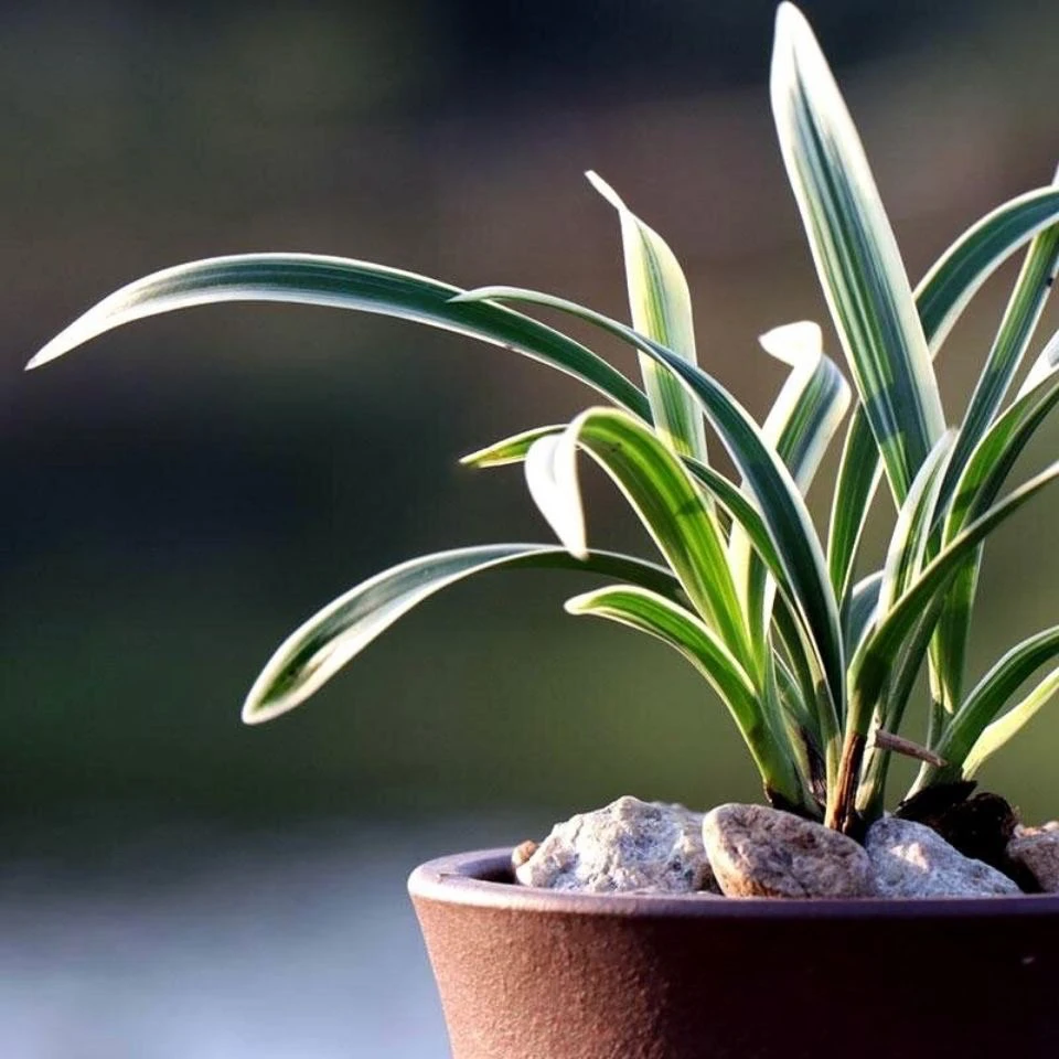 兰花苗 精品兰花 高档艺草 室内好养花卉盆栽去春兰矮种边草