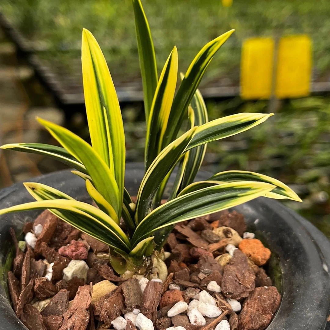 老品种兰花苗春兰矮种黄金鹤艺 荷瓣叶型草  盆栽浓香花卉高档