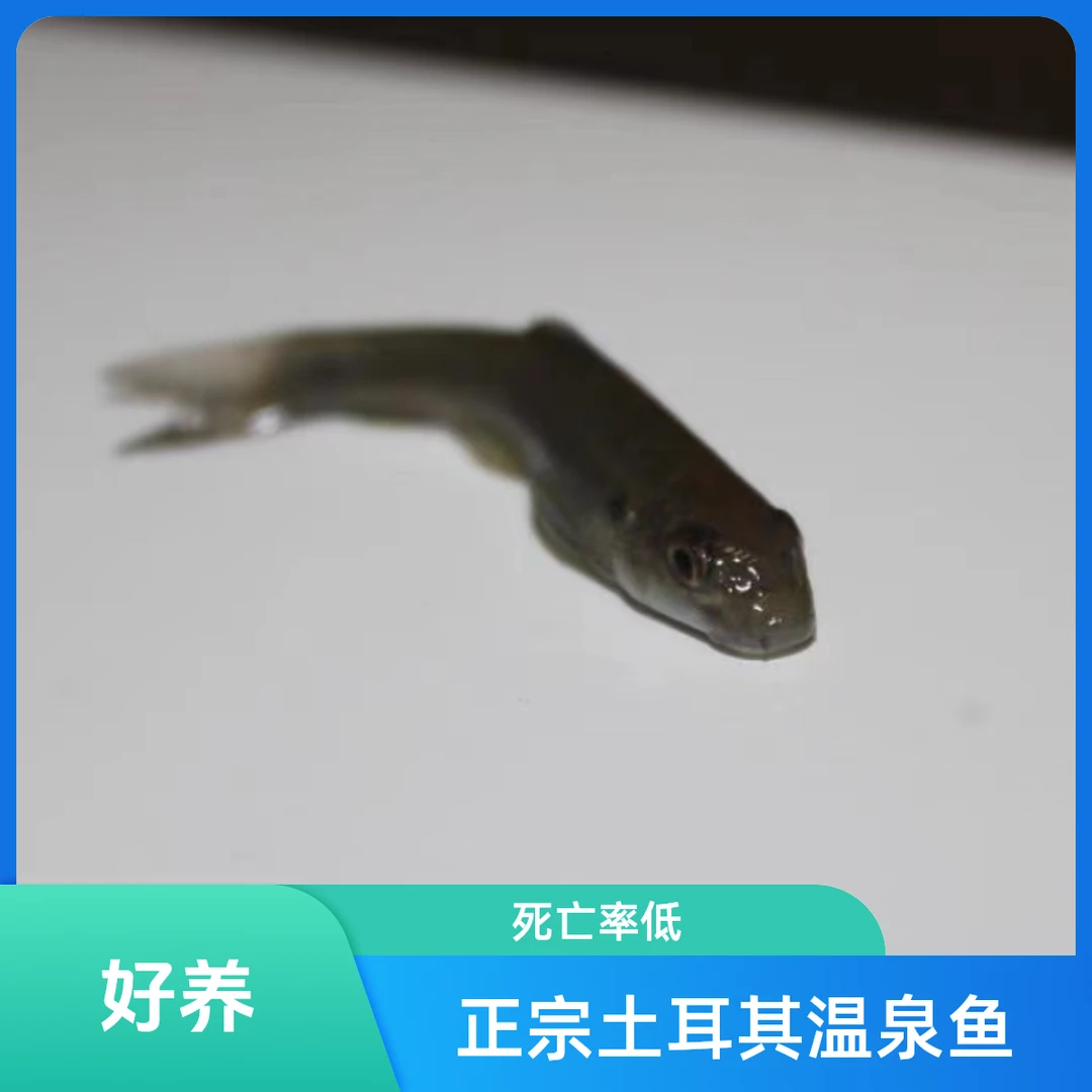 专用淡红墨头鱼医生亲亲足疗星子啃脚土耳其小鱼