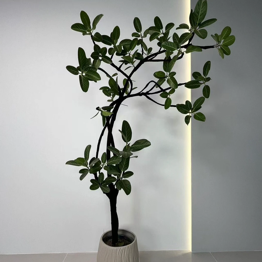 高山榕孟加拉榕橡皮树富贵榕绿植盆栽室内庭院基地生长环境枝条鲜