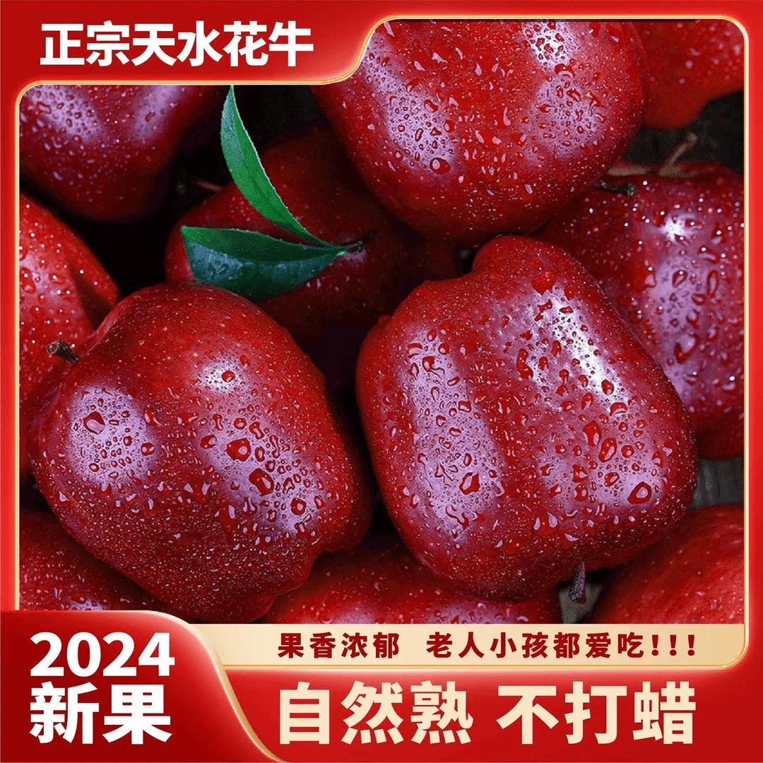 【天水花牛】甘肃天水花牛苹果自家果园现摘现发粉脆两吃新鲜多汁甜