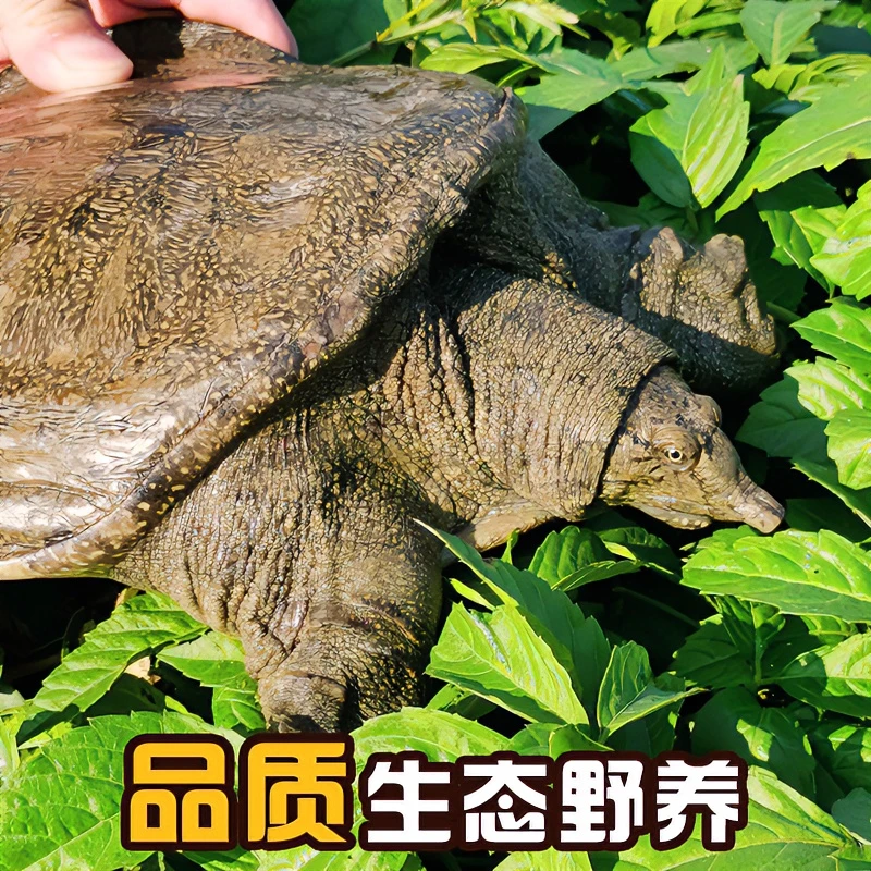 (包活)西洞庭水库散养生态老甲鱼 产地直发