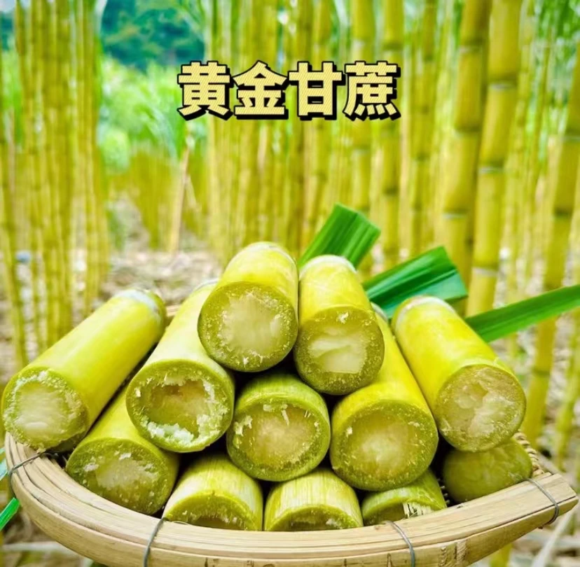 贵州黄金甘蔗现砍现发产地直发5斤9斤装新鲜食用皮薄清甜爽口甘甜