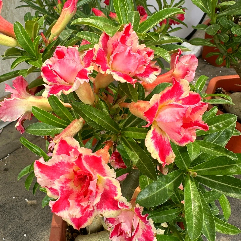 沙漠玫瑰多年老桩花苞植物盆栽四季开花观赏绿植