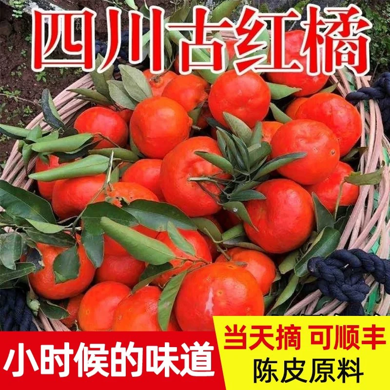 四川正宗老树川红橘古树红橘大红袍陈允斌老师推荐陈皮果