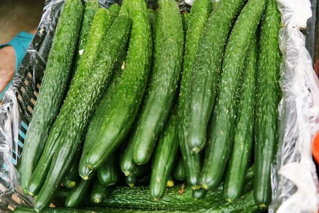 （鲜果之家优选）新鲜水黄瓜1斤黄瓜同城送黄瓜同城配