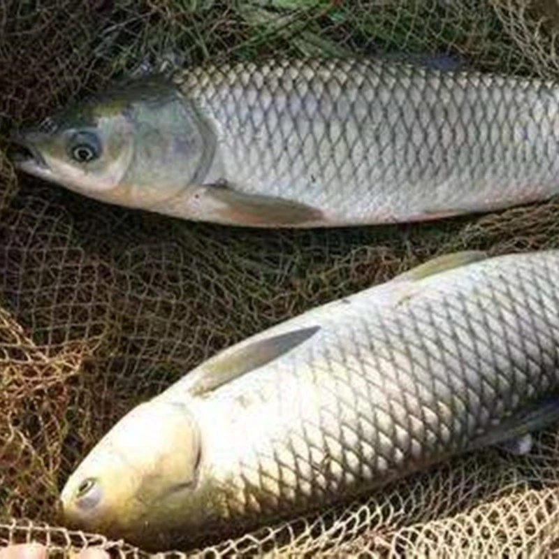 渔场直发现捞四川草皖 每条1-17g左右 生态草皖食用