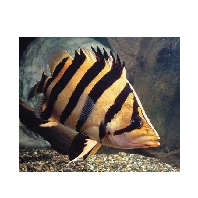 观赏鱼虎鱼热带鱼野生养殖活体凶猛苏虎印尼虎泰虎包邮包损活体