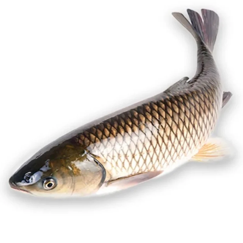 草鱼苗淡水养殖食用皖鱼特大规格半斤一斤20厘米活体草鱼苗批发