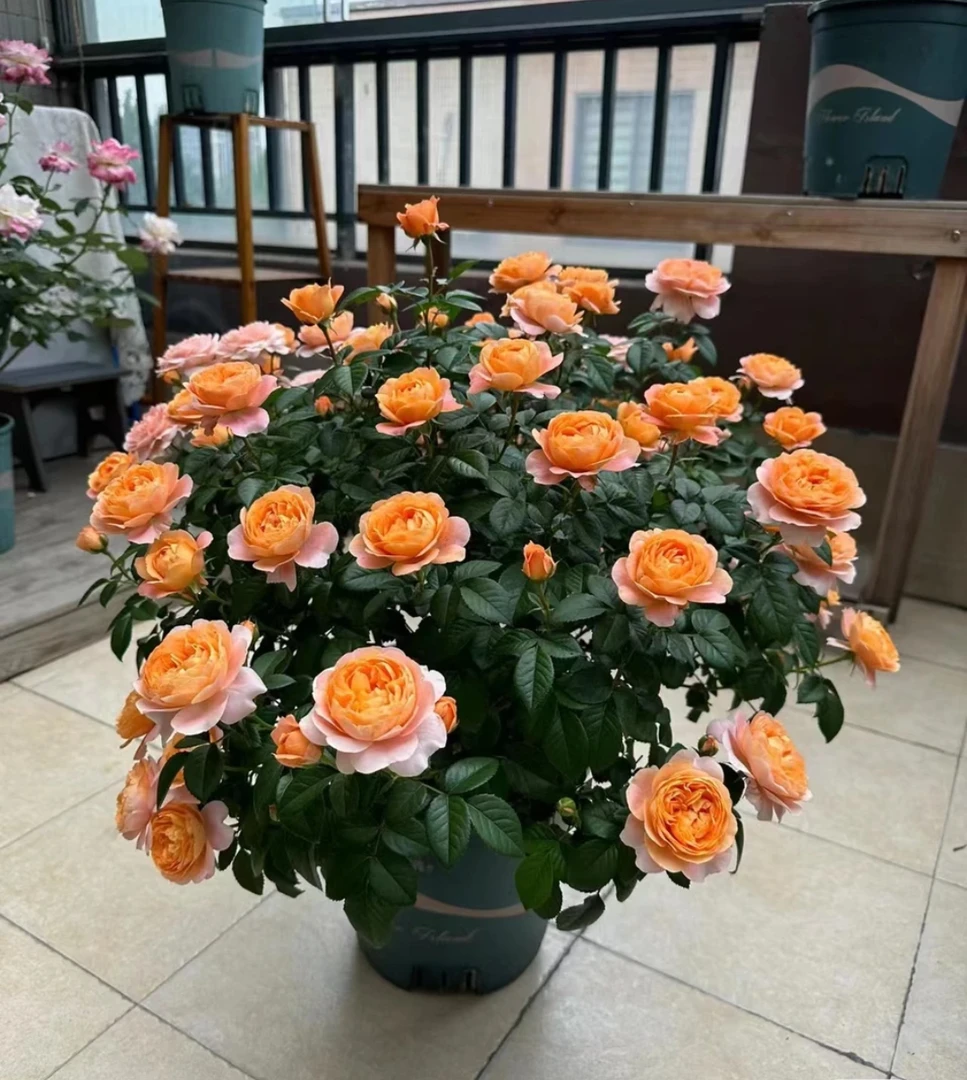 果汁阳台花卉玫瑰花阳台月季花苗盆栽庭院绿植四季开花月季花盆栽