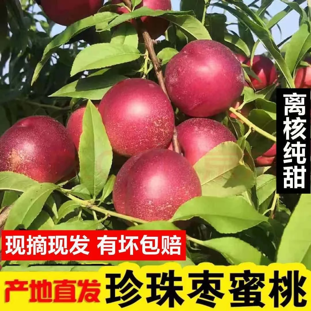【珍珠枣油桃-离核脆甜】露天头茬麻点油桃脆桃新鲜应季水果