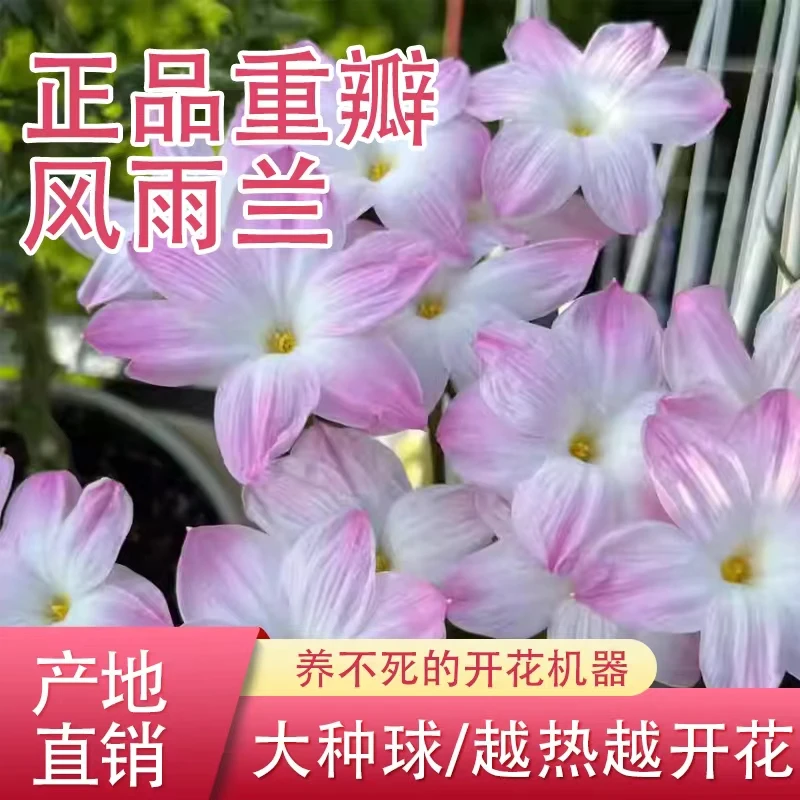 风雨兰种球四季开花重瓣庭院阳台盆栽花卉植物好养易活清香型