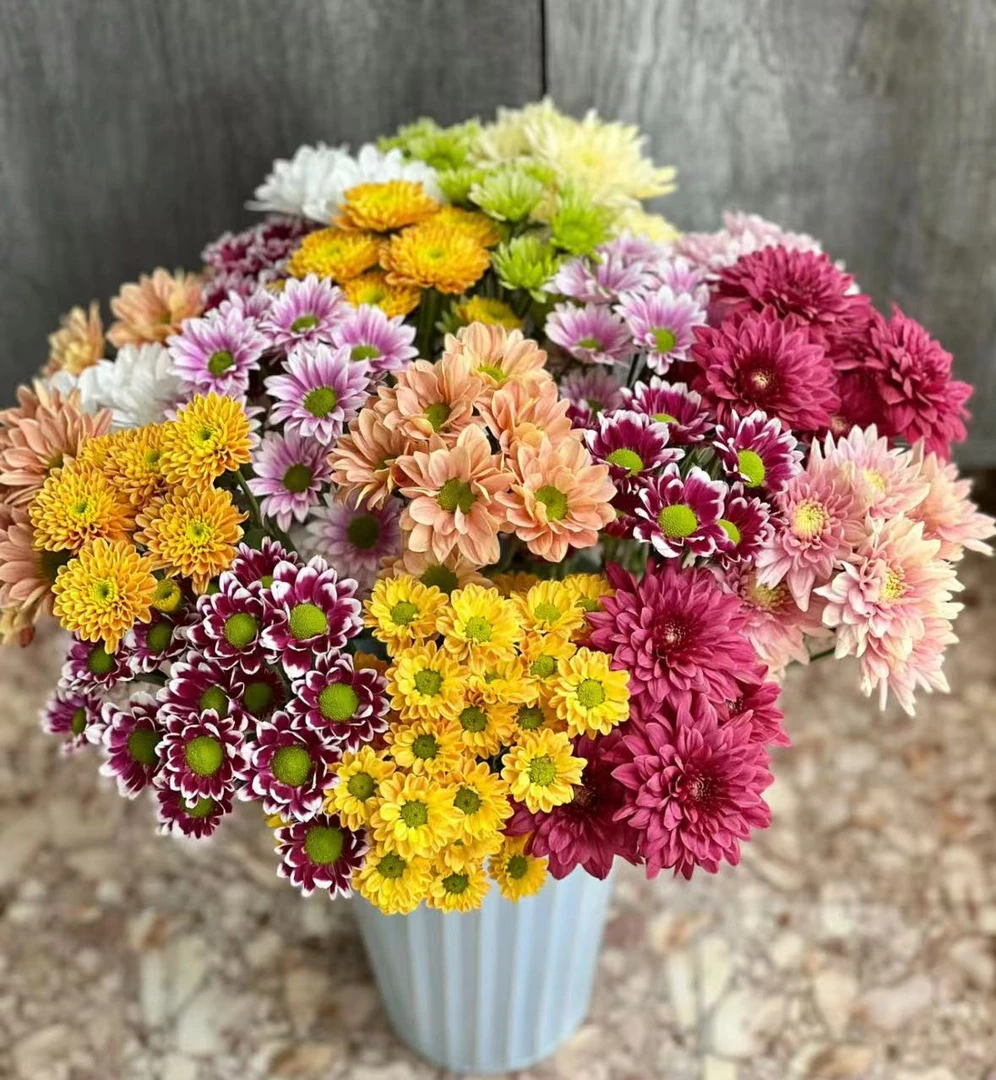 【小雏菊】混色小雏菊10枝，七彩小菊（坤）