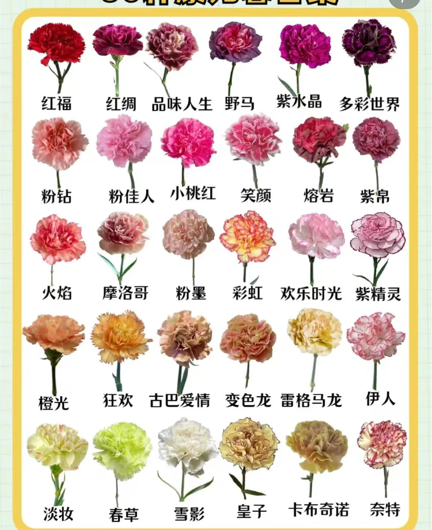 【任意色】任意色单头康乃馨20枝，很多品种很多颜色（坤）