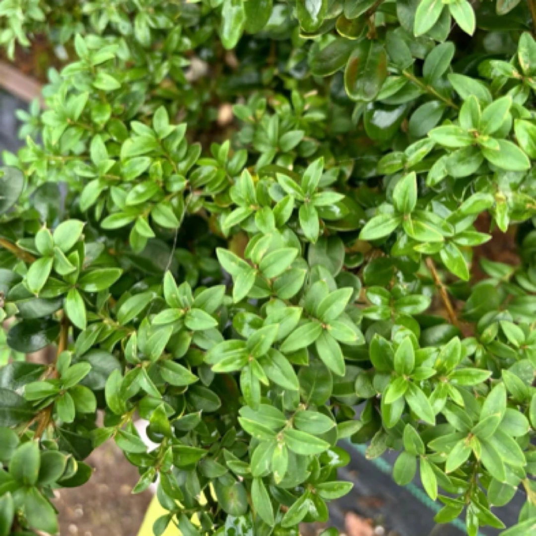 小叶瓜子黄杨盆景