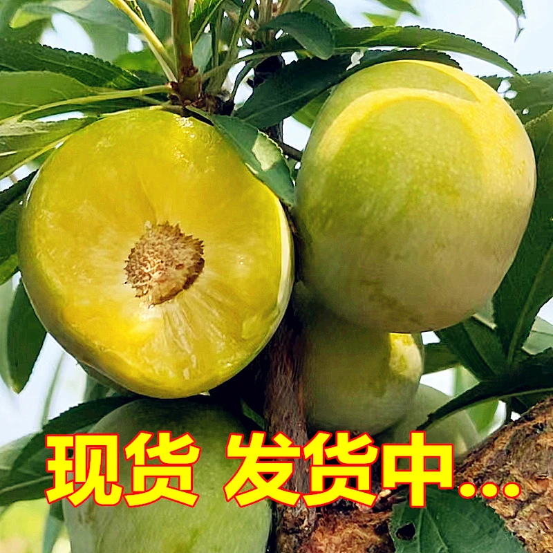 橙享李味【现摘现发】正宗重庆分水脱骨青脆李子当季新鲜水果3斤5斤