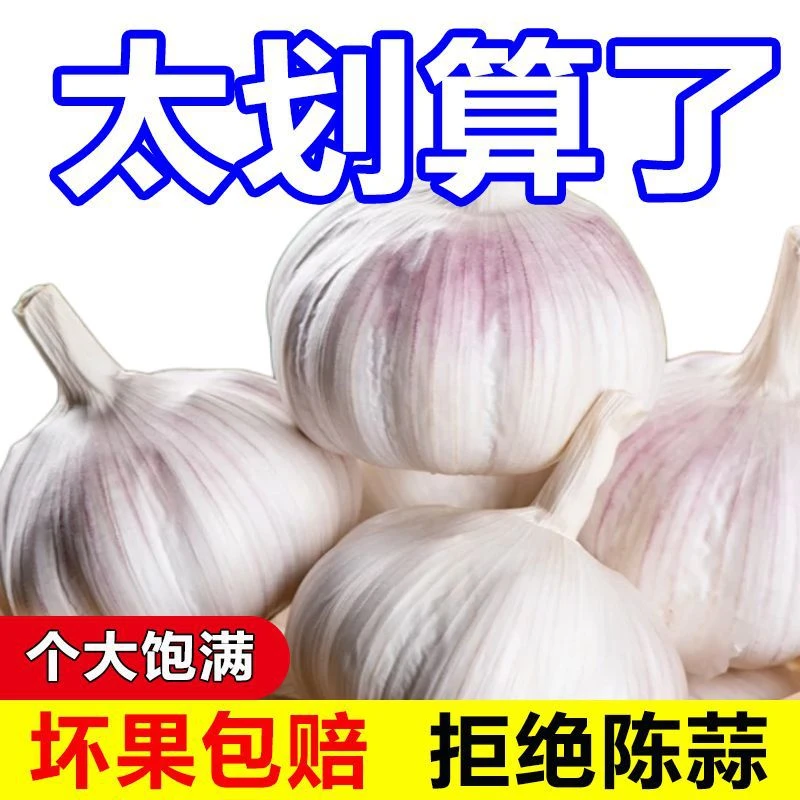 农家土蒜新鲜种子蔬菜盆栽水果春夏冰菜朝天椒冰草四季高产大蒜