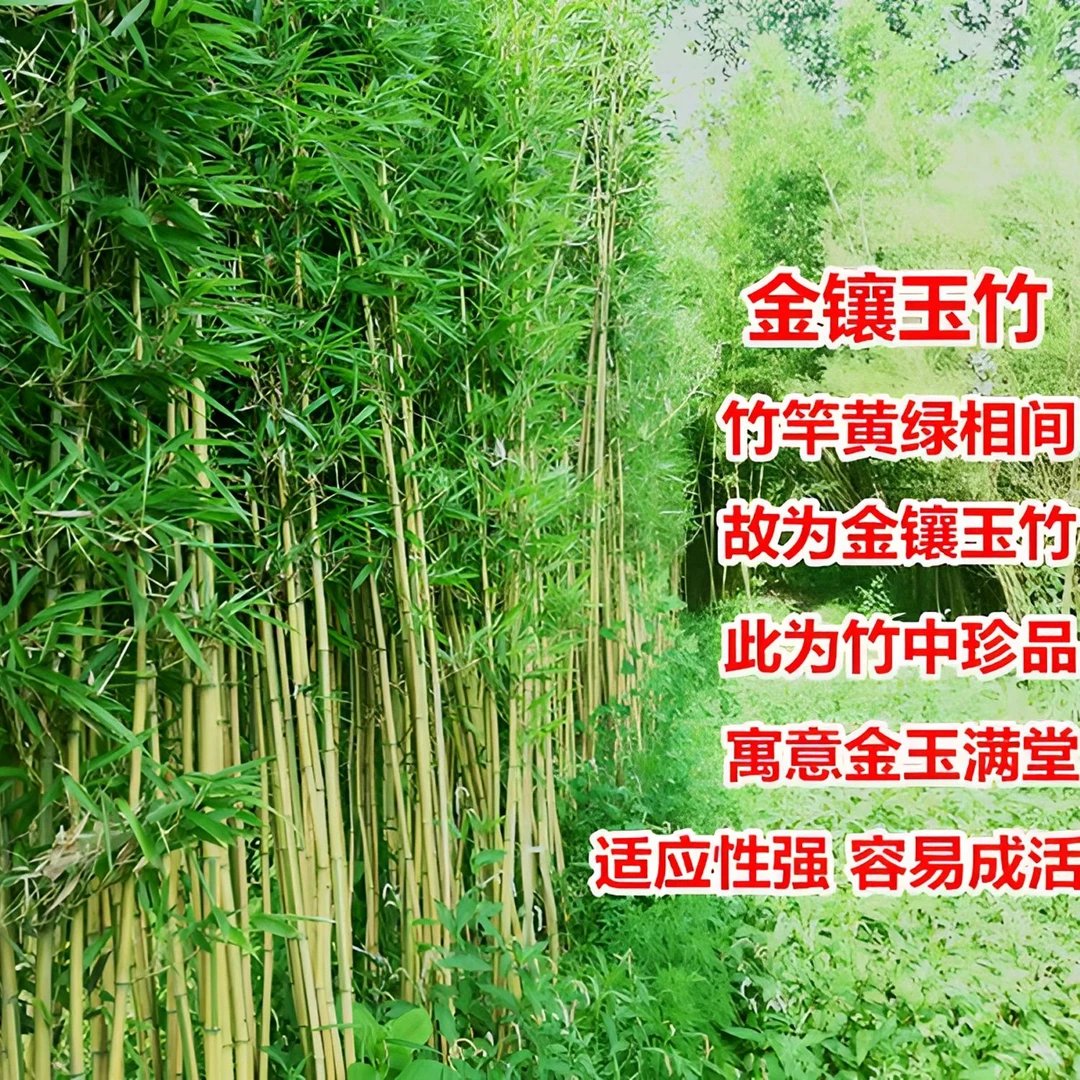 金镶玉竹金玉满堂四季常青庭院地栽北方耐寒观赏竹子