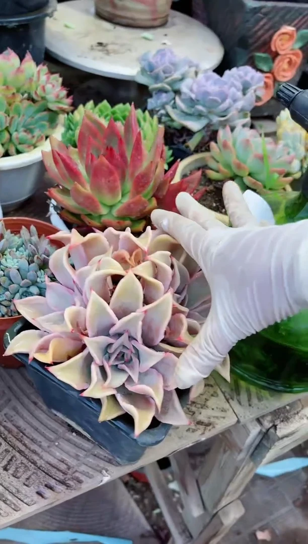 【闪购商品】17099多肉