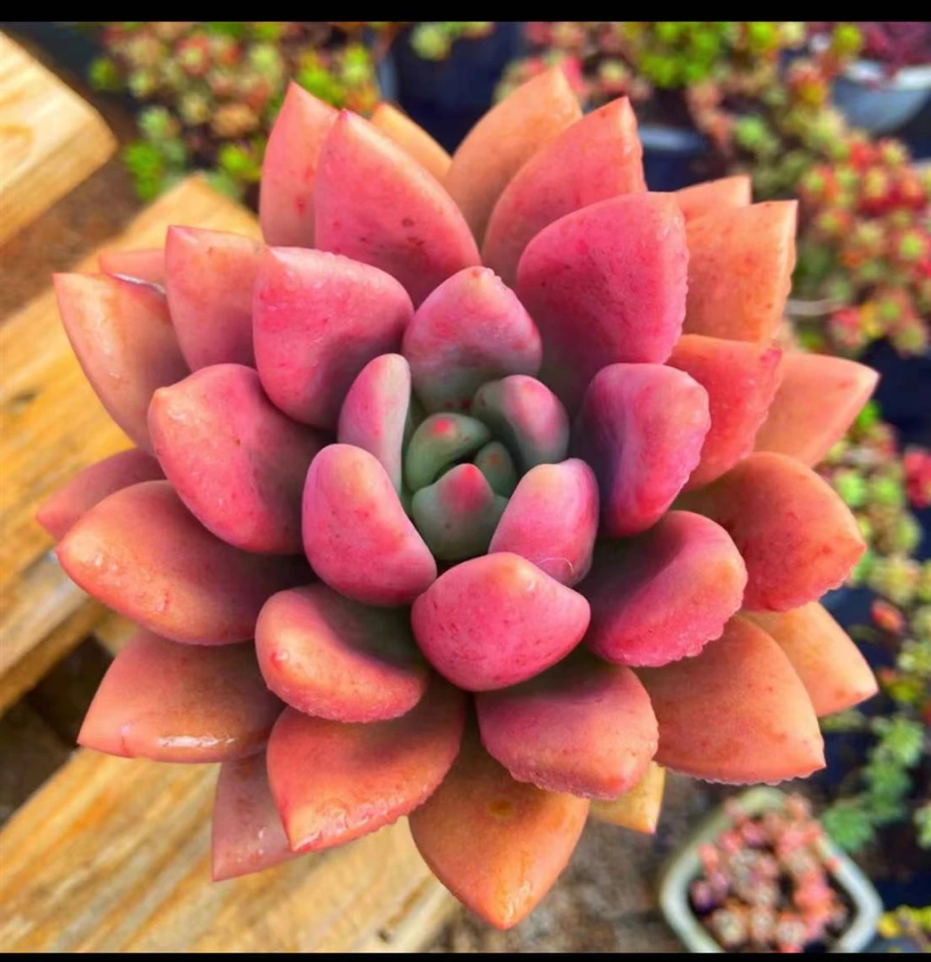 阿迷州多肉桃花源单头《多样性发其一》多肉植物好养粉色阳台养殖