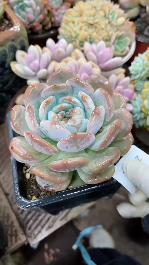 【闪购商品】22172