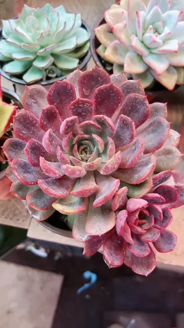 【闪购商品】17006多肉