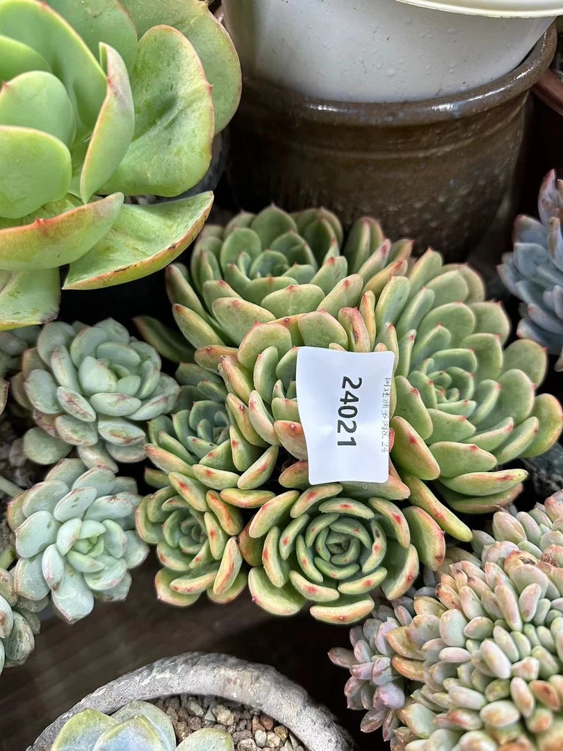 多肉植物精品肉三文鱼24021