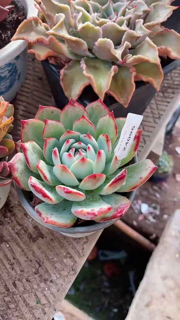 【闪购商品】24096多肉