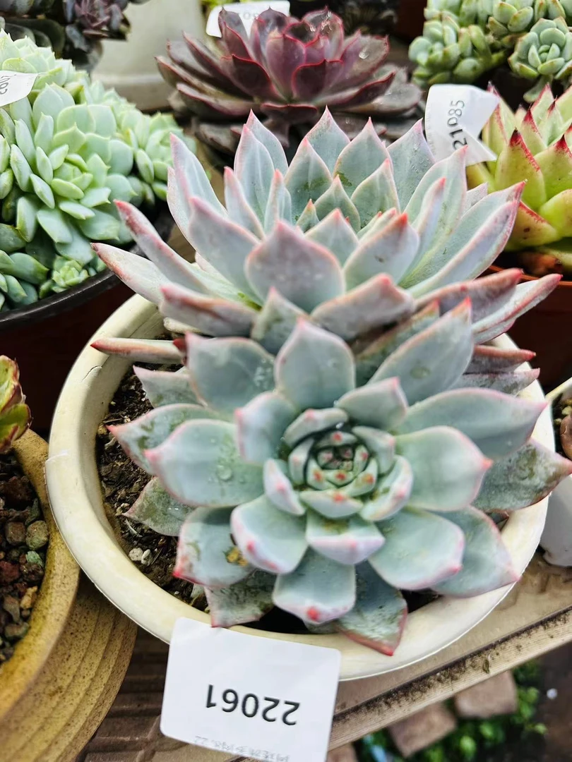 多肉植物精品22061