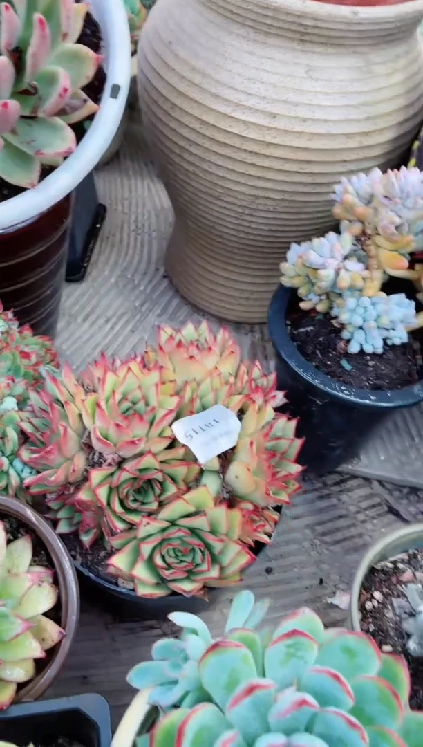 【闪购商品】18115多肉