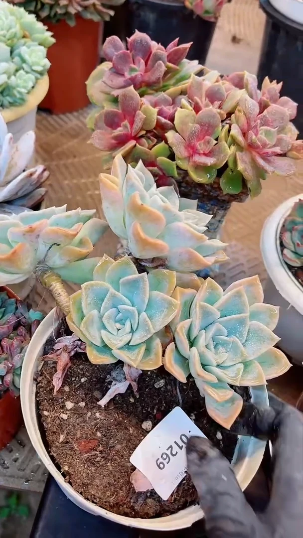 【闪购商品】01269