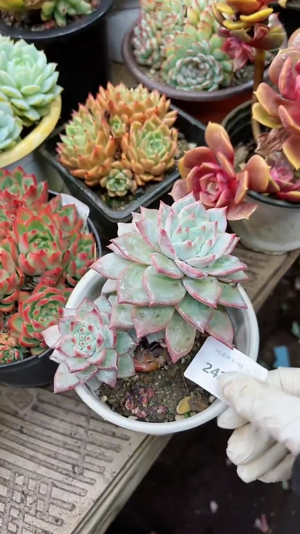 【闪购商品】24243多肉