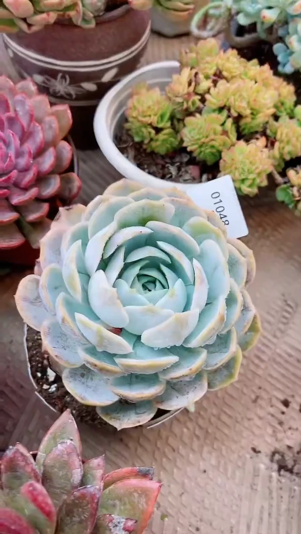 【闪购商品】01048