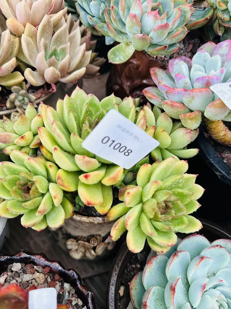 多肉植物肉肉精品08美肉01008