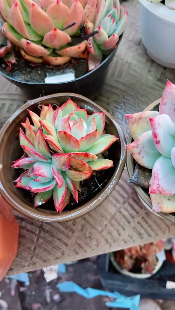 【闪购商品】29105多肉