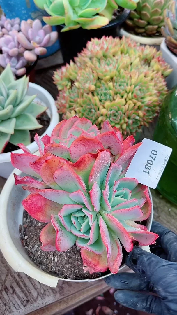 【闪购商品】07081